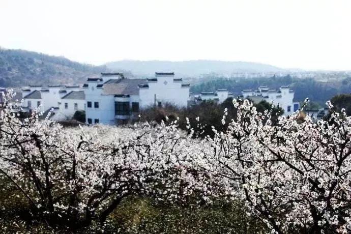 奥森弗里